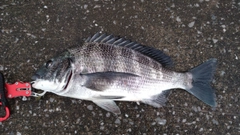 チヌの釣果