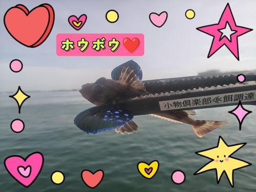 ホウボウの釣果