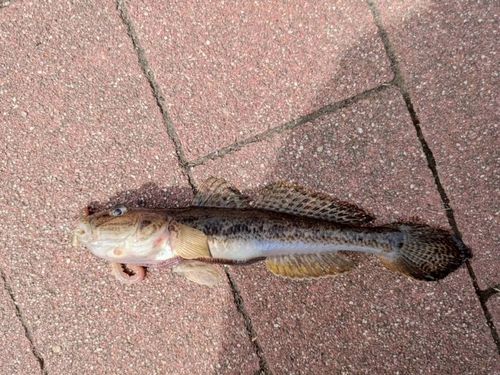 マハゼの釣果