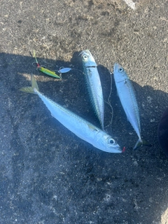 サバの釣果