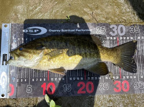 スモールマウスバスの釣果