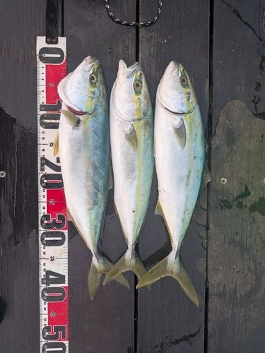 イナダの釣果