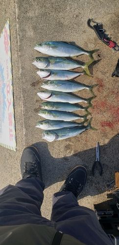 ツバスの釣果