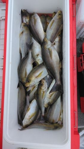 イサキの釣果