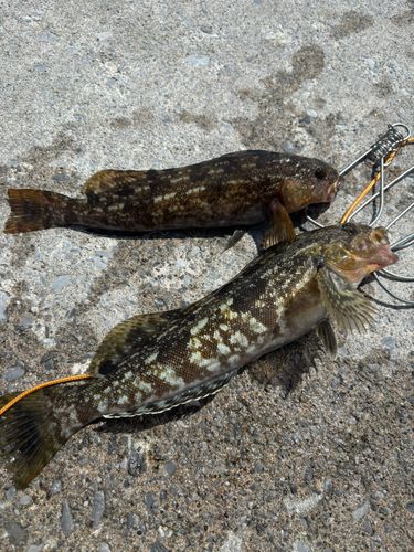 アイナメの釣果