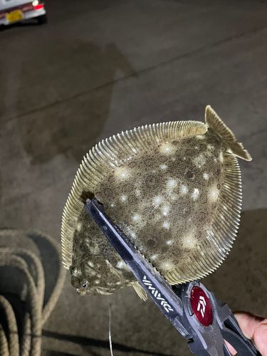 ヒラメの釣果