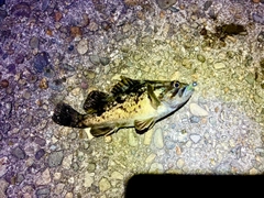 ソイの釣果