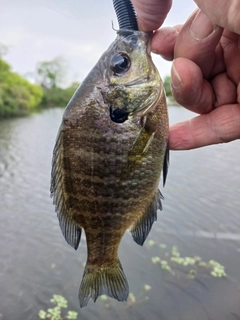 ブルーギルの釣果