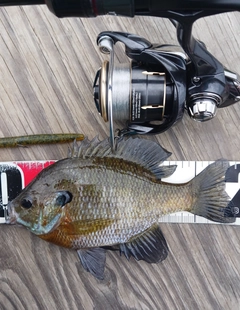 ブルーギルの釣果