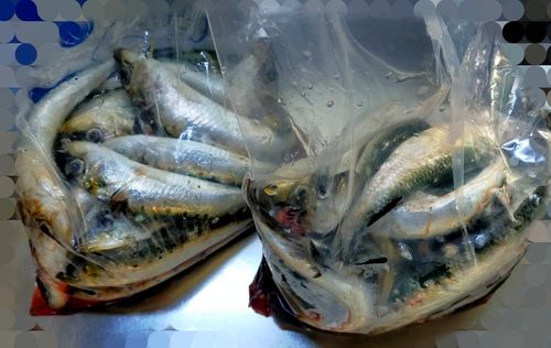 イワシの釣果