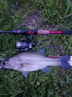 ラージマウスバスの釣果