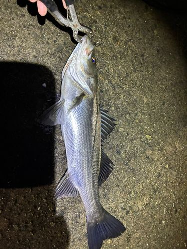 スズキの釣果