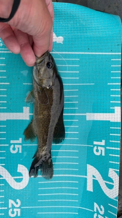 スモールマウスバスの釣果
