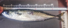 サバの釣果