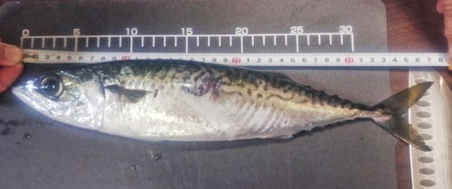サバの釣果