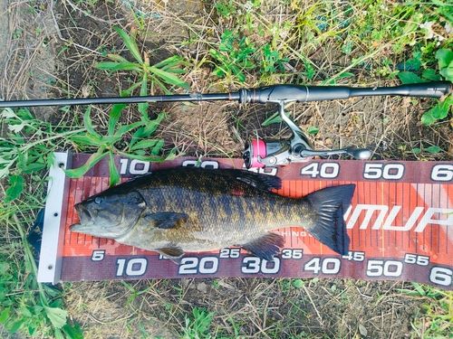 スモールマウスバスの釣果