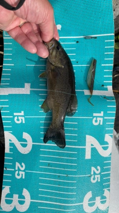 スモールマウスバスの釣果