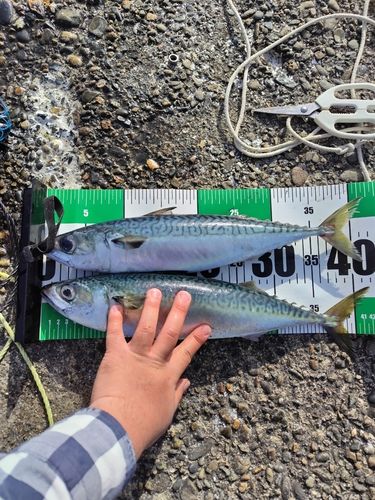 サバの釣果
