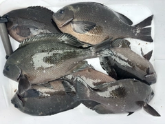 グレの釣果