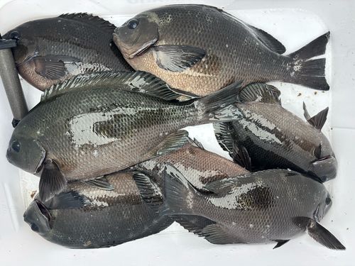 グレの釣果