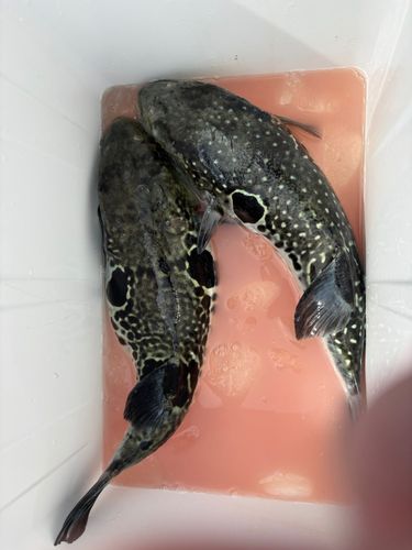 トラフグの釣果