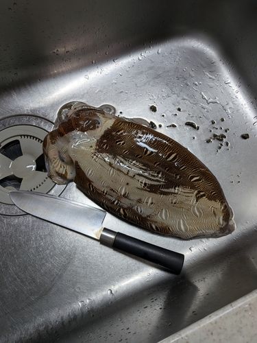 コウイカの釣果