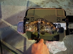 ガシラの釣果