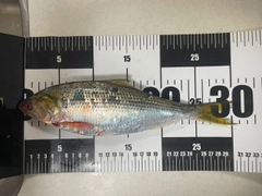 コノシロの釣果