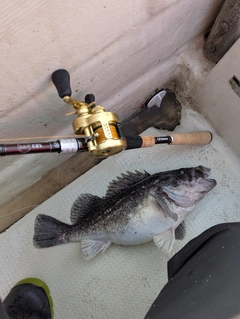 クロソイの釣果