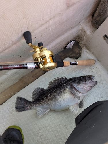 クロソイの釣果