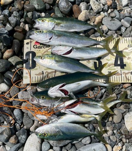 ワカシの釣果
