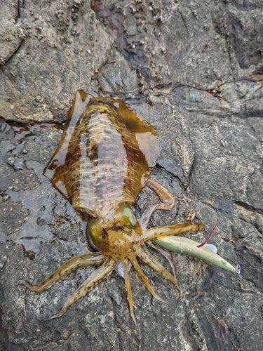 アオリイカの釣果