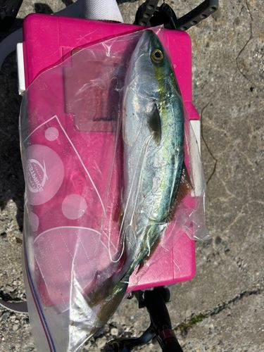 フクラギの釣果
