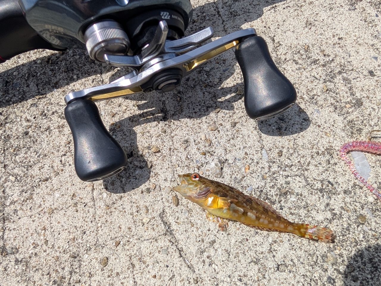 SHIMANO 20ゾディアス 164L-BFS/2の最安値・インプレ・釣果 | 本音の