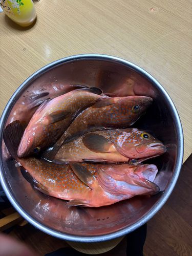 キジハタの釣果