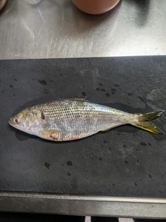 コノシロの釣果