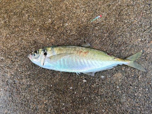 マルアジの釣果