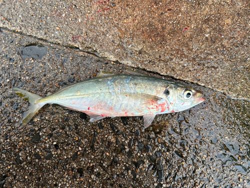 マルアジの釣果