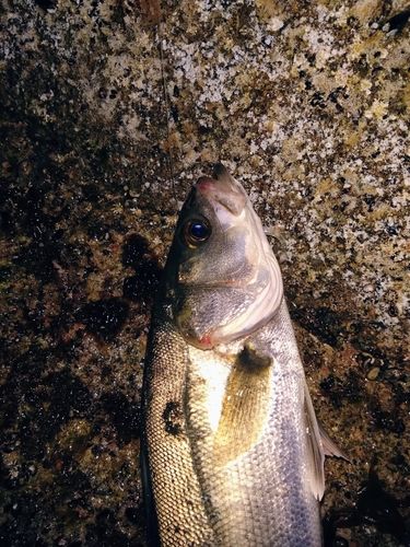 セイゴ（マルスズキ）の釣果