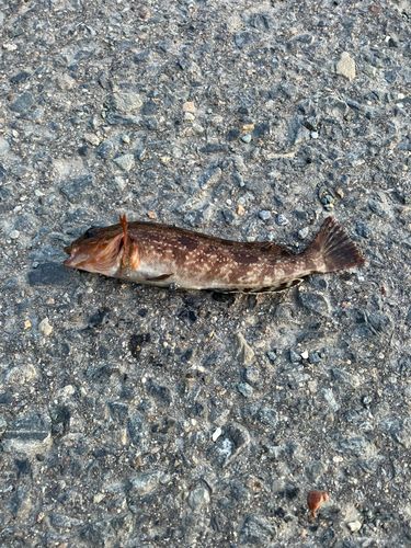 アイナメの釣果
