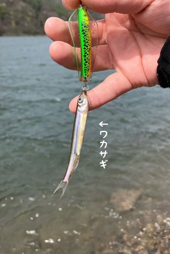 ワカサギの釣果