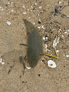 シタビラメの釣果