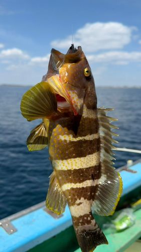 アオハタの釣果
