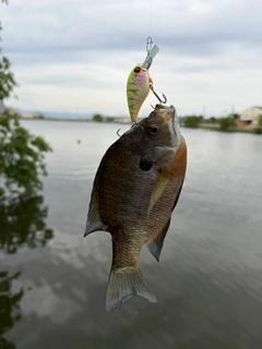 ブルーギルの釣果