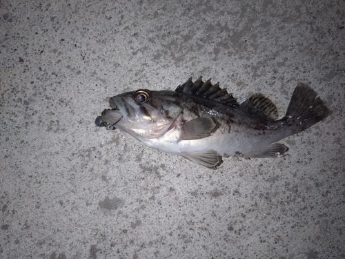 ソイの釣果