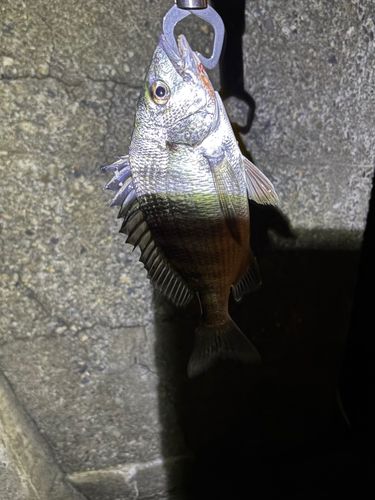 チヌの釣果