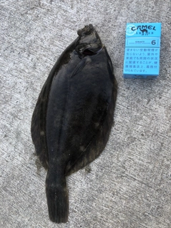 マコガレイの釣果