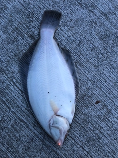 マコガレイの釣果