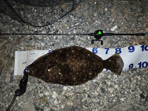 ヒラメの釣果