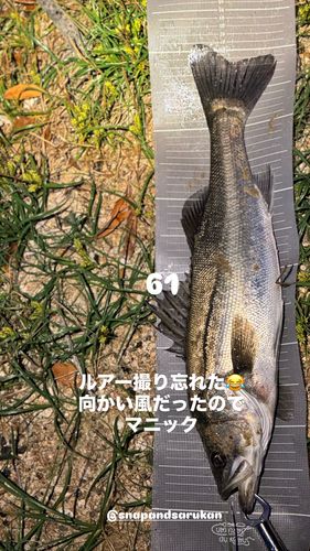 シーバスの釣果